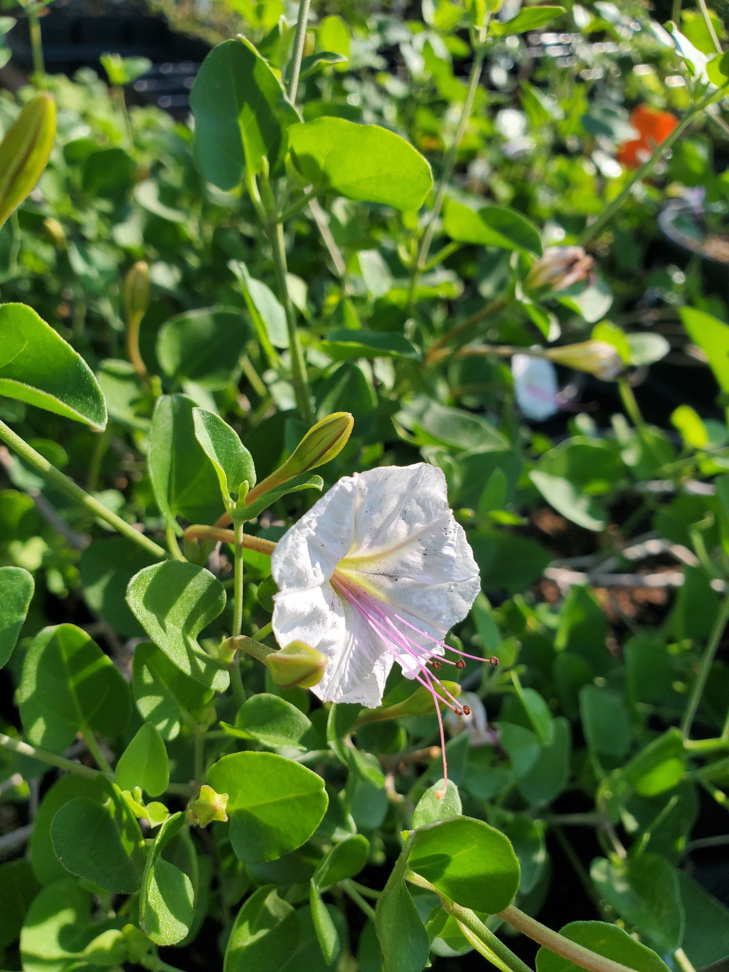 Acleisanthes obtusa 'Berlandieri' --Berlandier's Trumpets--