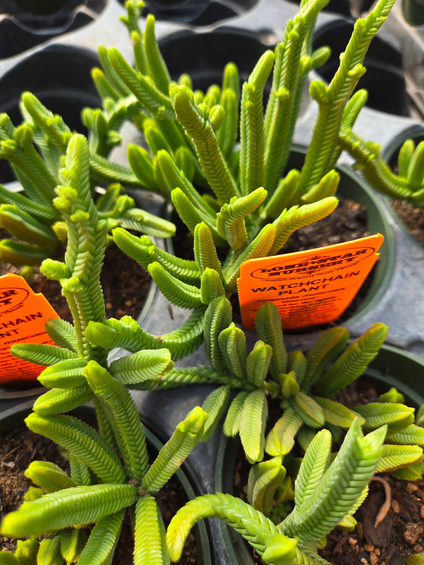 Crassula muscosa 'Worms' --Watch Chain Plant--