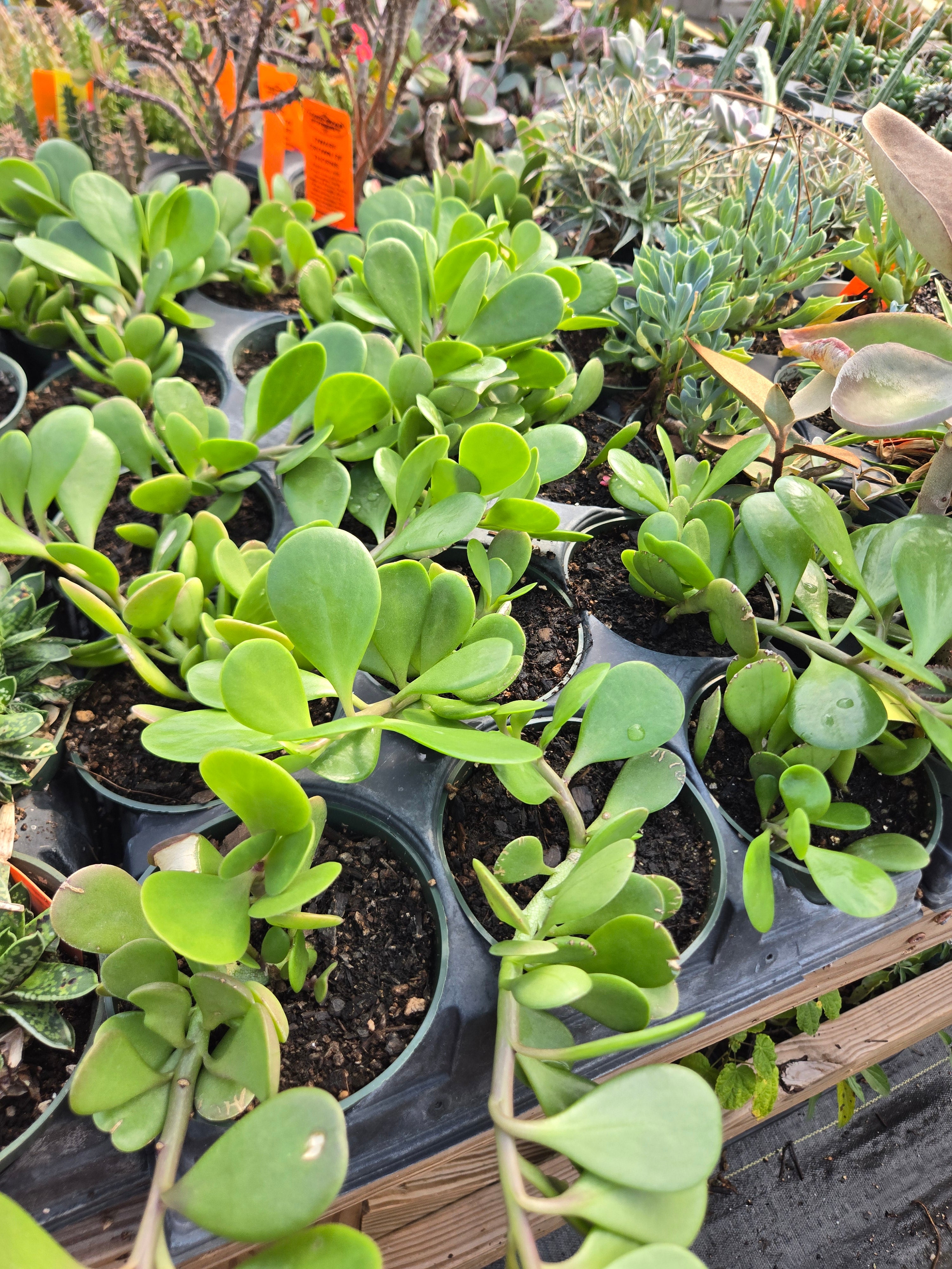 trailing jade plant for sale Senecio jacobsenii --Trailing Jade--