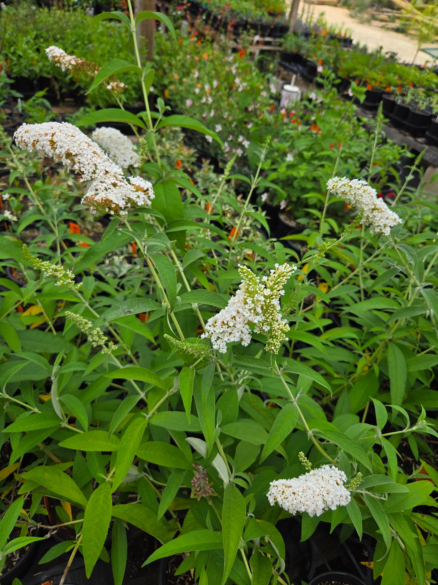 Buddleja davidii --White Butterfly Bush--
