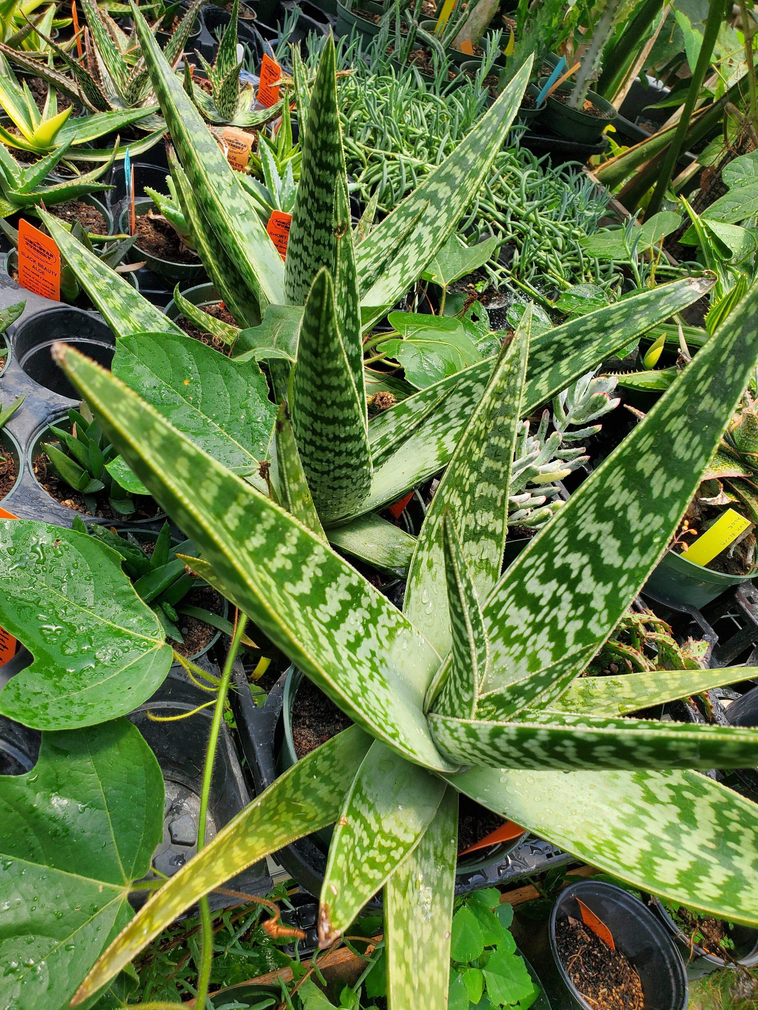 tiger aloe vera plant Gonialoe variegata --Tiger Aloe--