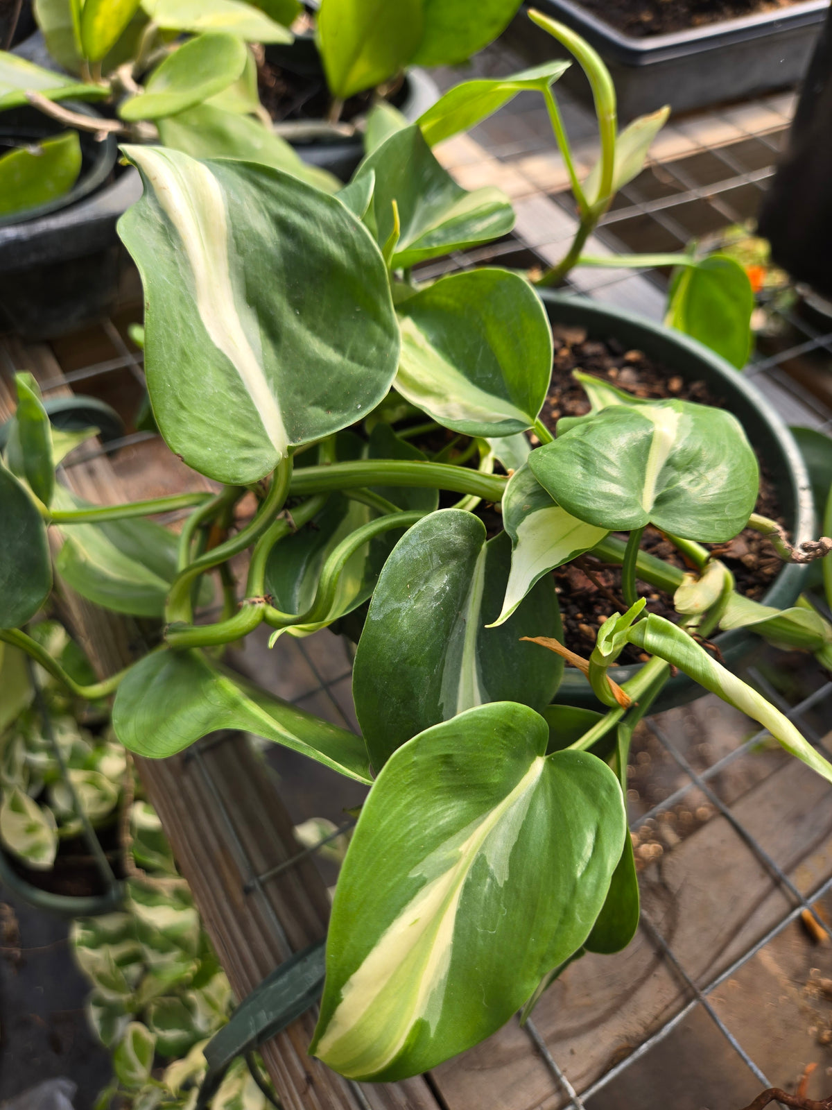 Philodendron hederaceum --Cream Splash Philodendron--