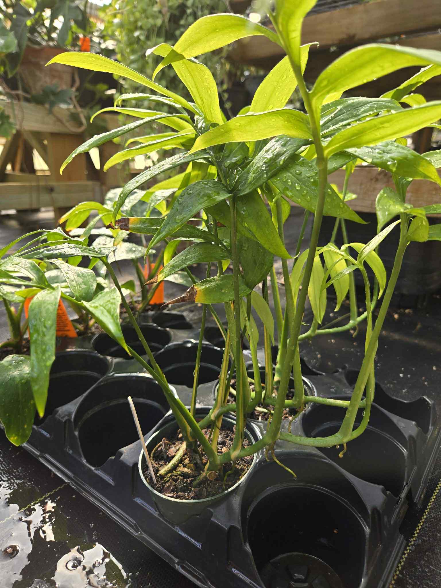 monstera subpinnata Monstera subpinnata