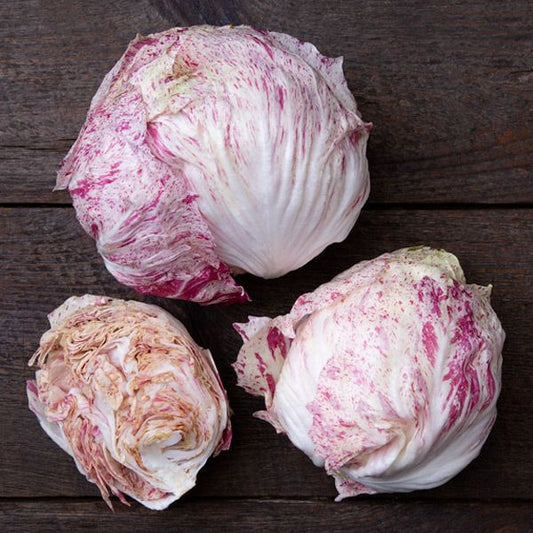 RADICCHIO 'Rosa Scarlatta'