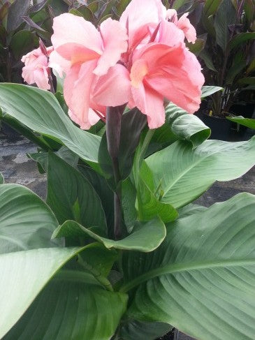 Canna x generalis --Chinese Coral Canna--