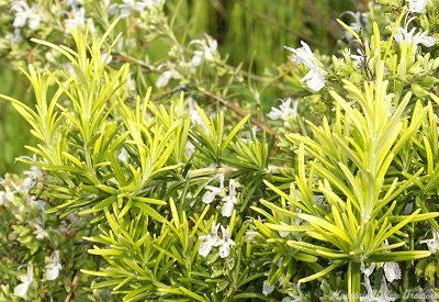 ROSEMARY 'Golden Rain' --Rosmarinus officinalis--