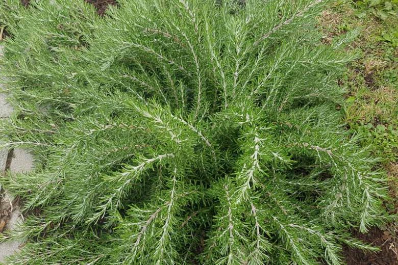 ROSEMARY 'Foxtail' --Rosmarinus officinalis--