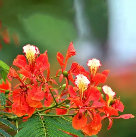 Delonix regia --Royal Poinciana--