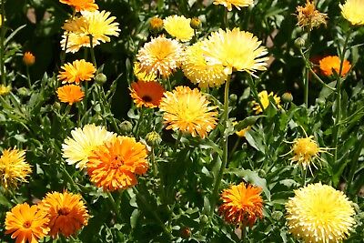 CALENDULA 'Pacific Beauty Mix' --Calendula officinalis--