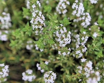 THYME 'Orange' --Thymus fragrantissimus--