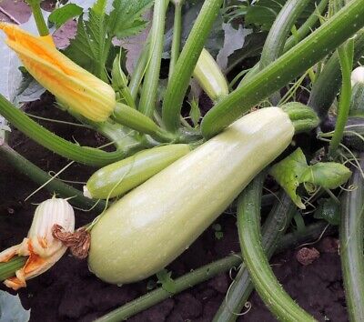 SQUASH 'White Bush Marrow'