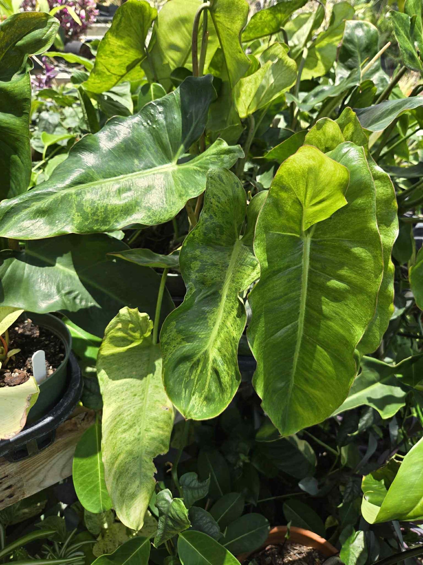 Philodendron 'Paraiso Verde'