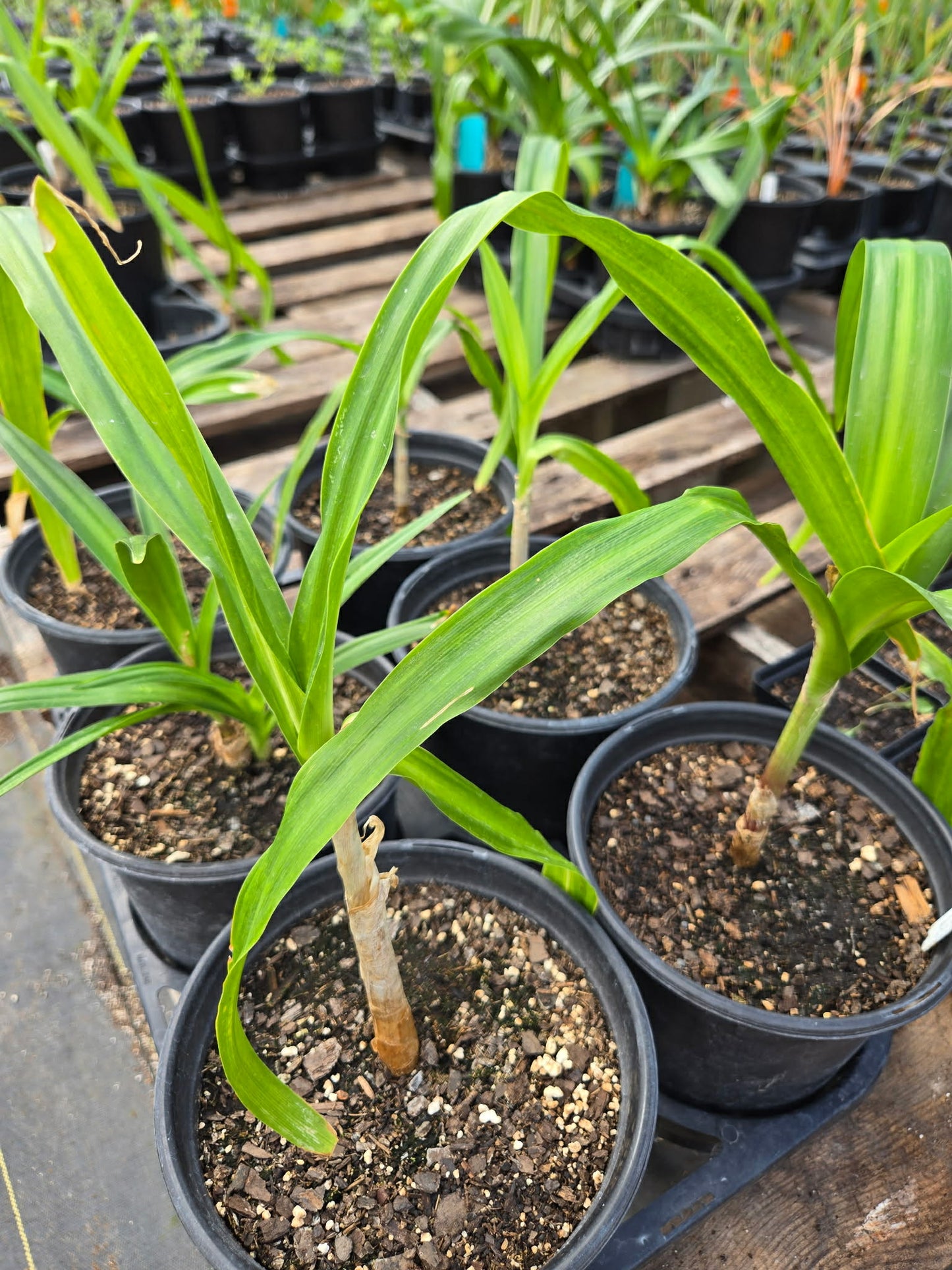 Crinum --Milk and Wine Lily--