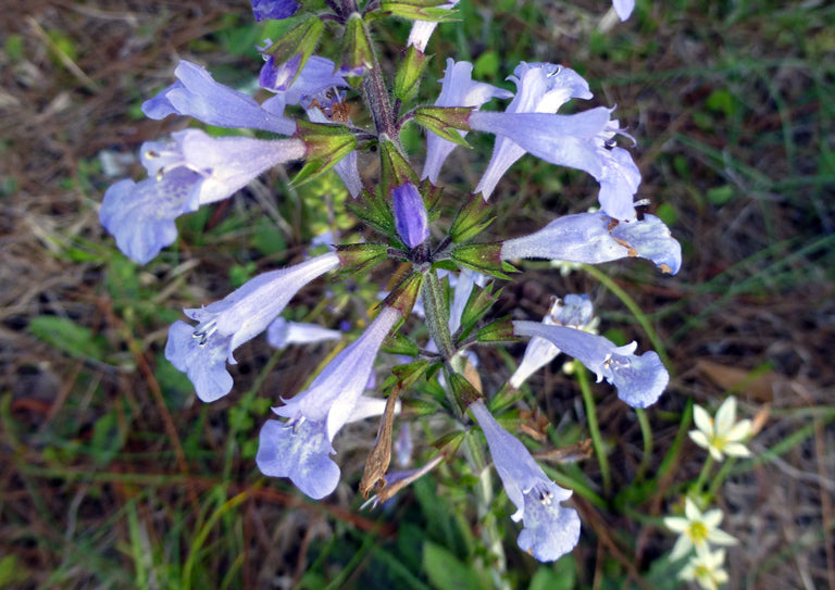 Salvia lyrata --Lyre-leaf Sage--