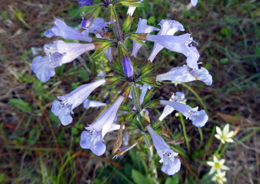 Salvia lyrata --Lyre-leaf Sage--