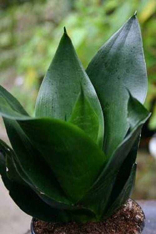 Sansevieria trifasciata --Jade Dwarf Snake Plant--