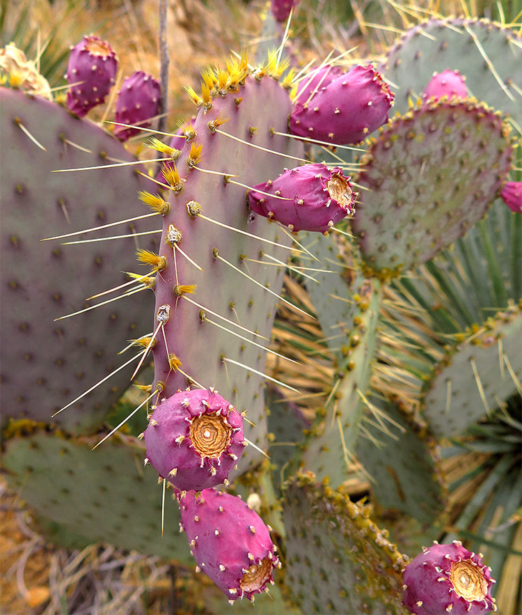 santa rita prickly pear cactus Opuntia santa rita --Santa Rita Prickly Pear--