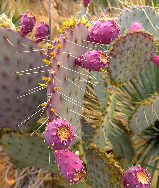 Opuntia santa rita --Santa Rita Prickly Pear--
