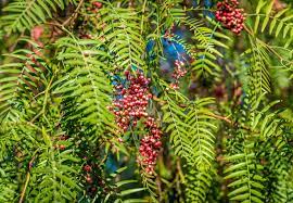 PERUVIAN PEPPERTREE --Schinus molle--