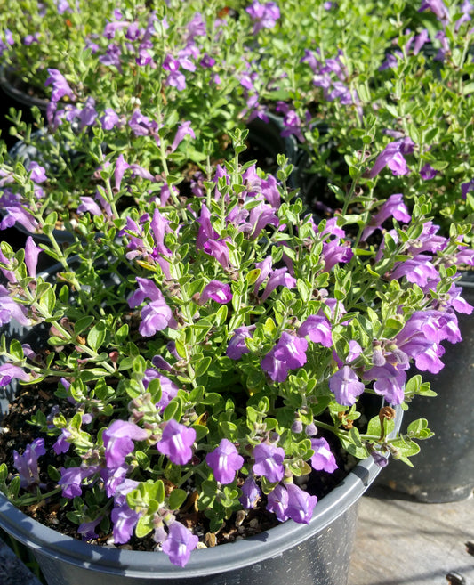 Scutellaria wrightii --Purple Skullcap--