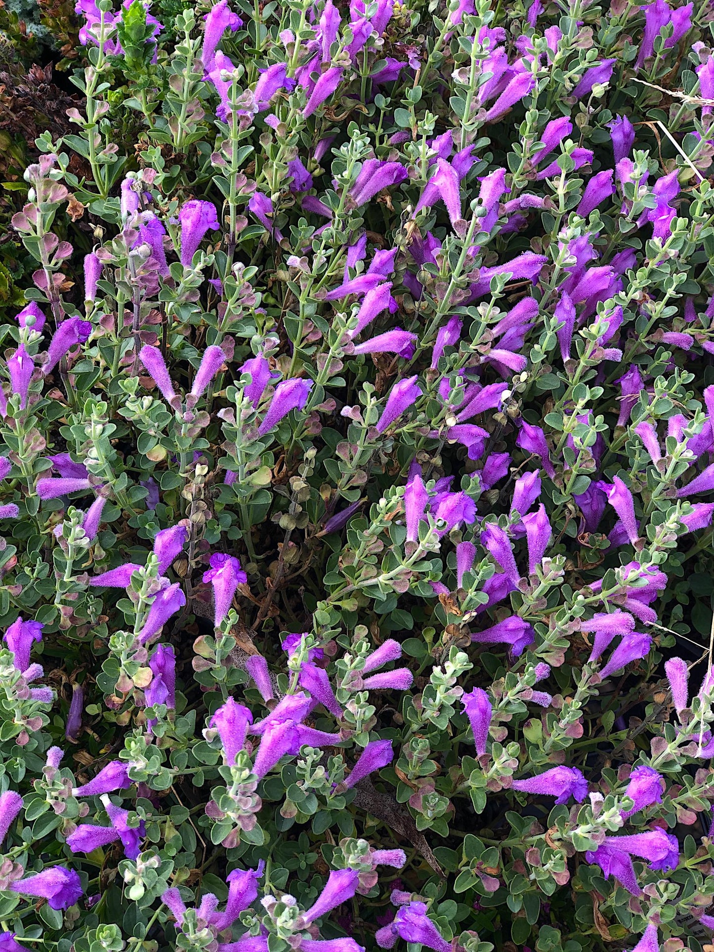 Scutellaria suffrutescens x resinosa --Violet Cloud Skullcap--