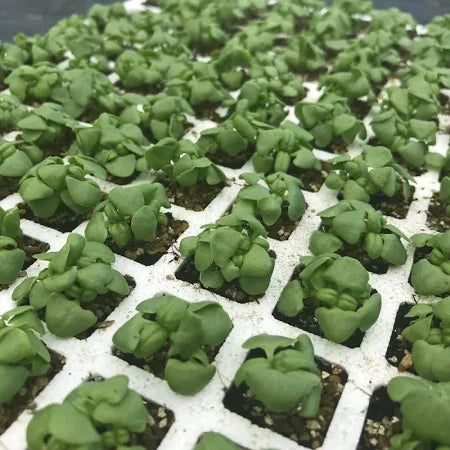 BASIL 'Gustoso' --Ocimum basilicum--