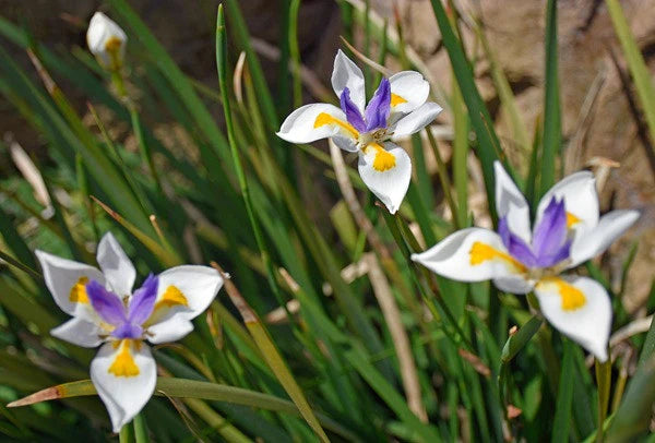 Dietes vegeta --African Iris--