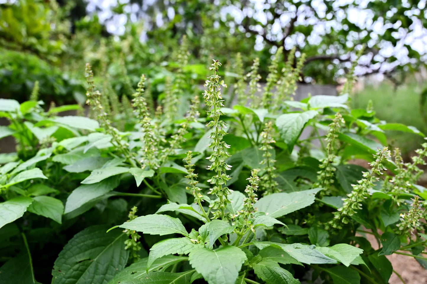 BASIL 'Clove Scented' --Ocimum basilicum--