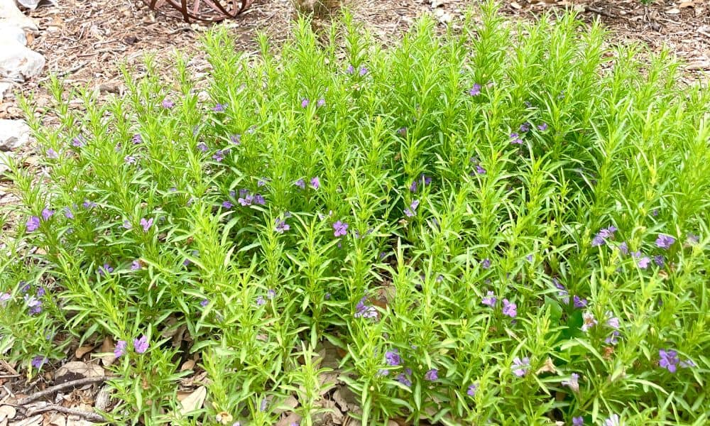 purple plant looks like snake plant Dyschoriste linearis --Snake Herb--