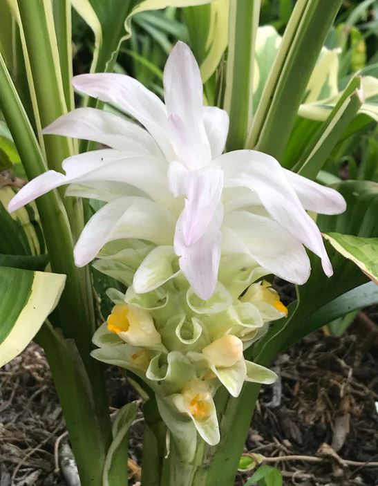 TURMERIC 'Snowdrift' --Curcuma longa--