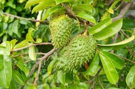 SOURSOP --Annona muricata--