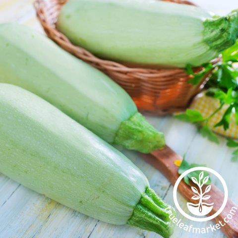 SQUASH 'White Bush Marrow'