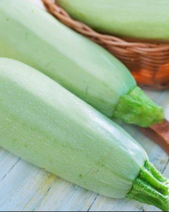 SQUASH 'White Bush Marrow'