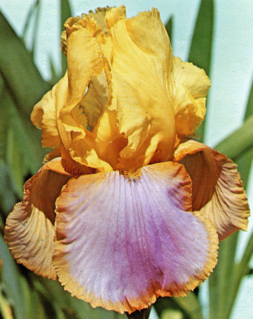 Iris germanica --Sunset Sky Bearded Iris--