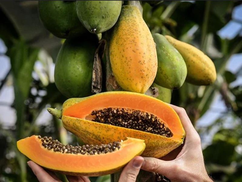 PAPAYA 'Sweet David' --Carica papaya--