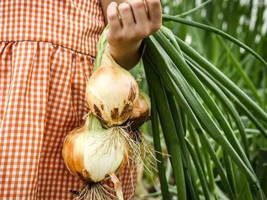 ONION 'Texas Early Grano' --Allium cepa--