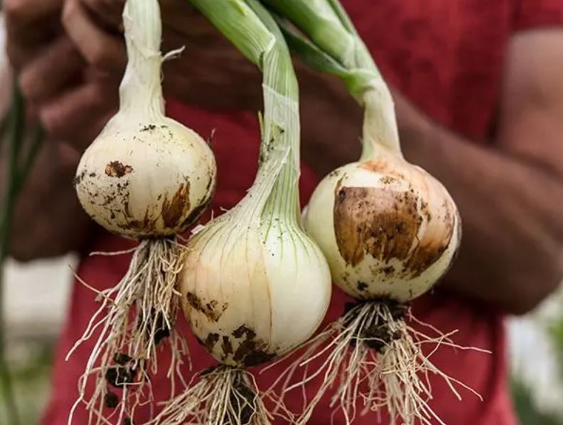 ONION 'Texas Early Grano' --Allium cepa--
