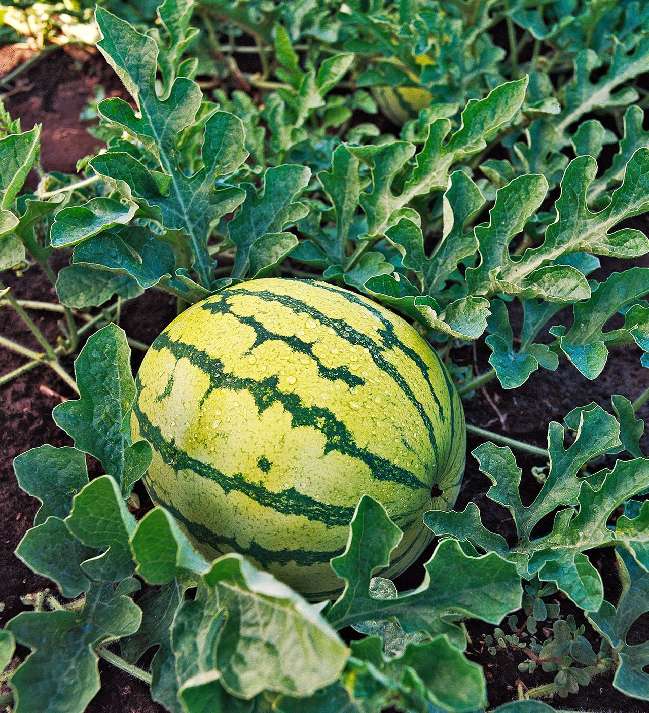 MELON 'Tiger Doll Watermelon'