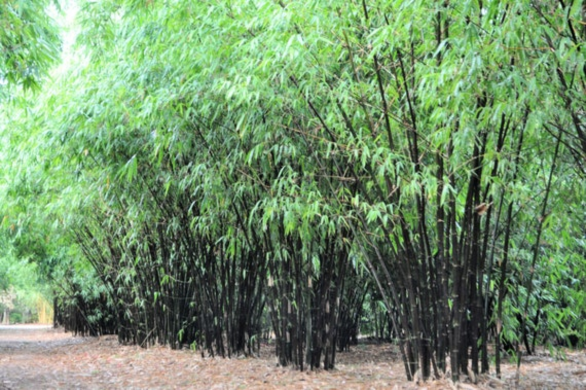 Bambusa lako --Timor Black Clumping Bamboo--