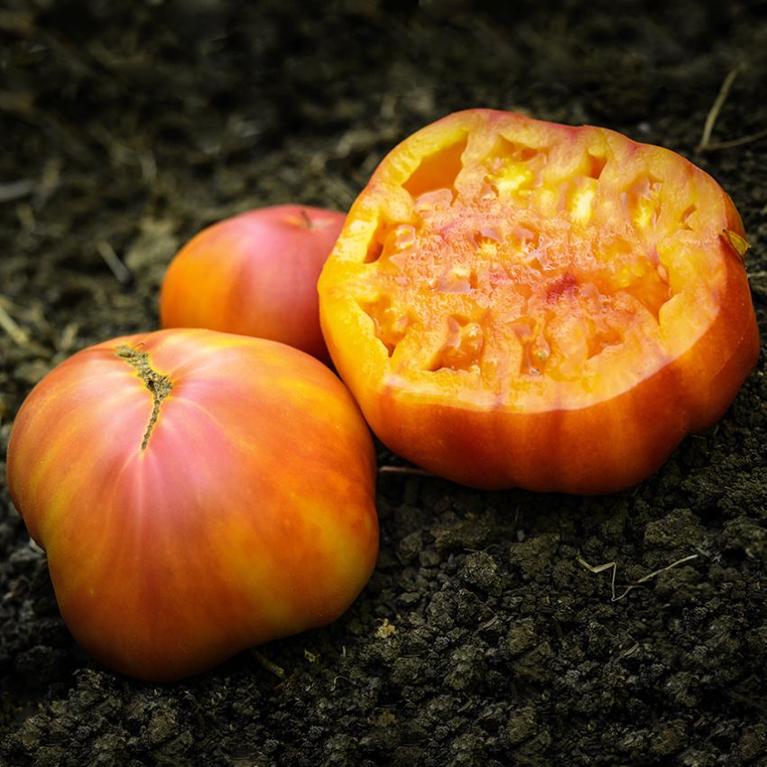 TOMATO 'Big Rainbow'