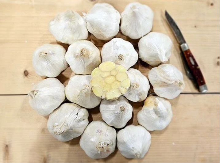 GARLIC 'Transylvania' --Allium sativum--