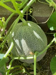 MELON 'True Love'
