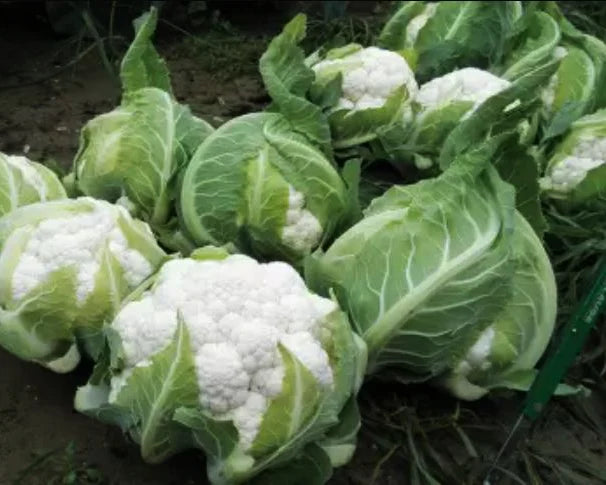 CAULIFLOWER 'Twister'