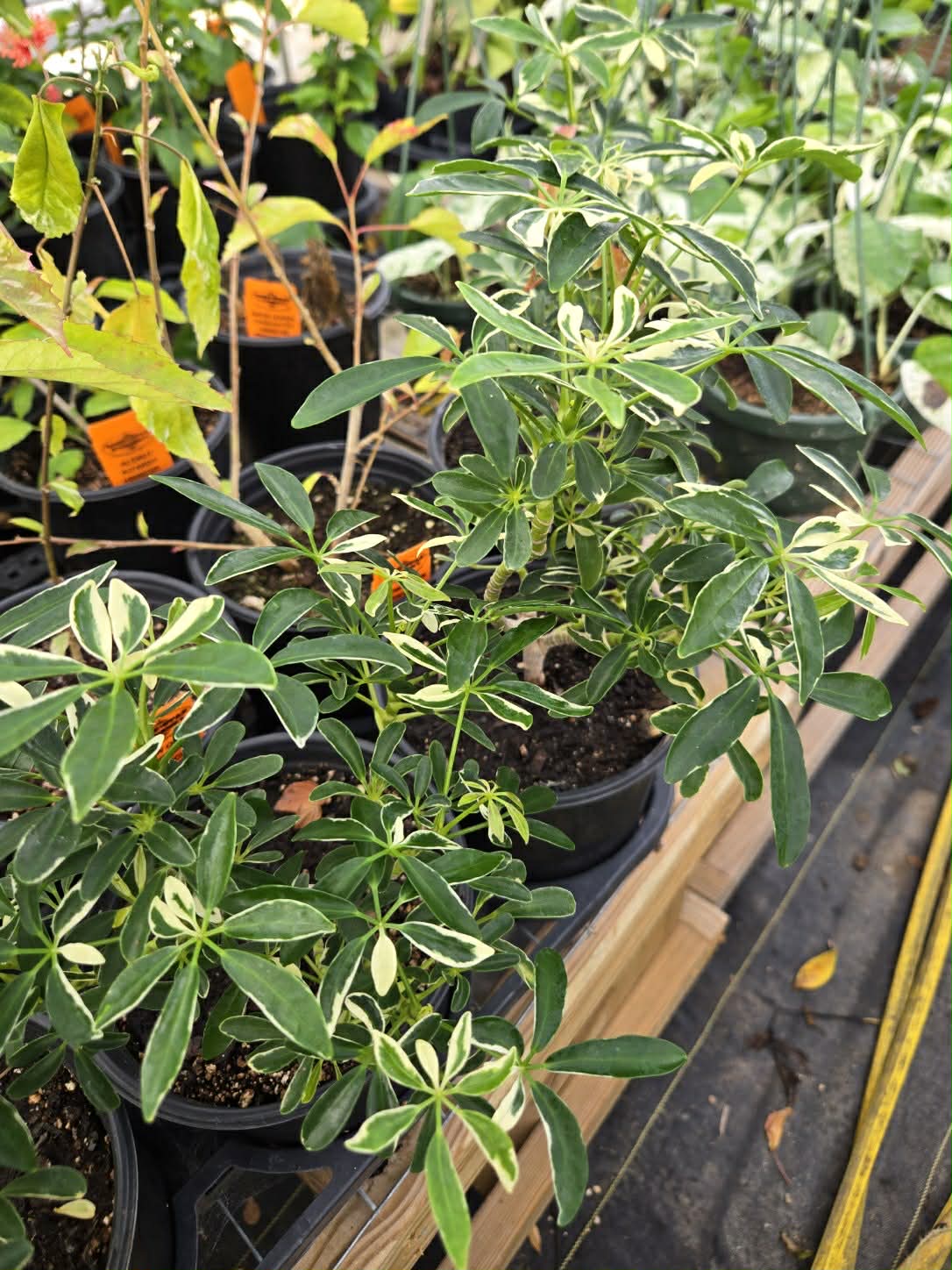 schefflera arboricola umbrella plant Schefflera arboricola 'Moondrop' --Dwarf Moondro