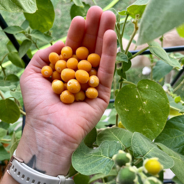 TAMARILLO 'Dwarf' --Cyphomandra abutiloides--