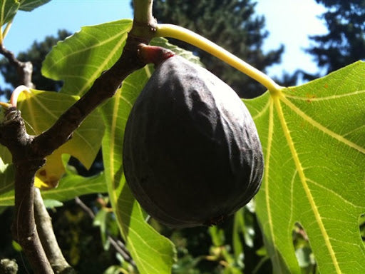 FIG 'Negronne' --Ficus carica--