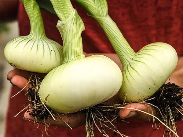 ONION 'Unzen Early Flat' --Allium cepa--