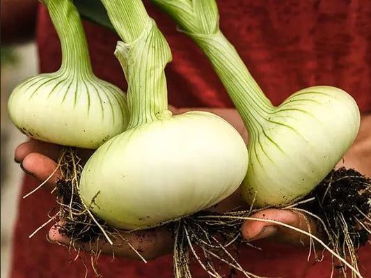 ONION 'Unzen Early Flat' --Allium cepa--