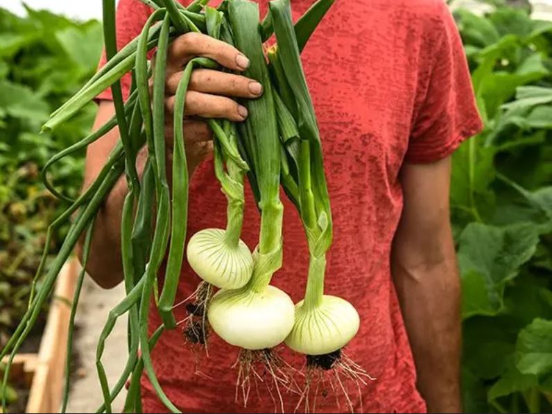 ONION 'Unzen Early Flat' --Allium cepa--