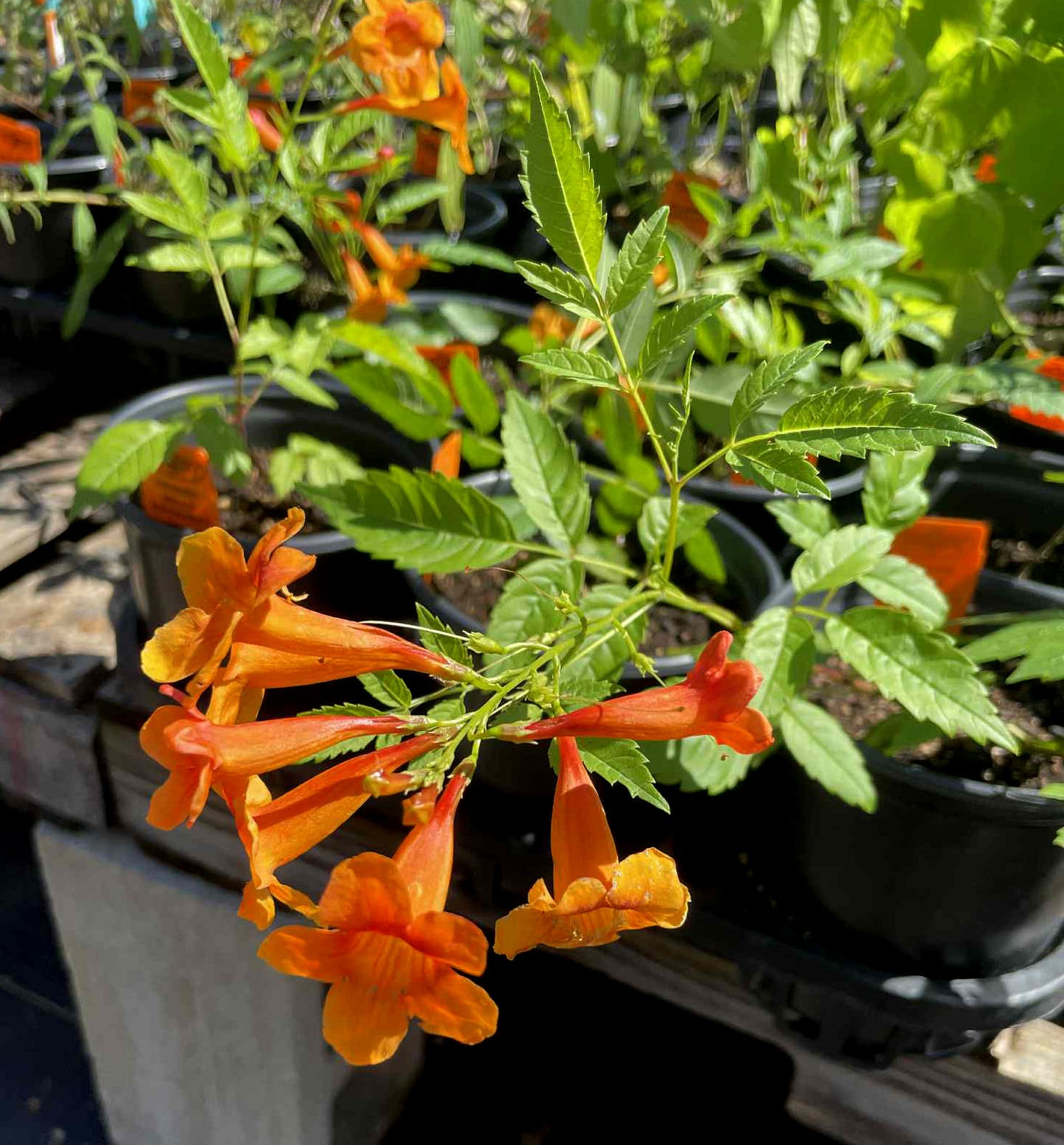 Tecoma x. --Orange Bells Esperanza--